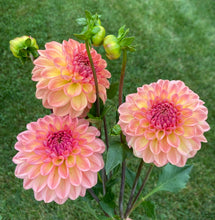 Load image into Gallery viewer, Larks Ebbe