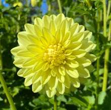 Load image into Gallery viewer, LE Lemonade