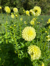 Load image into Gallery viewer, LE Lemonade