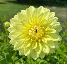 Load image into Gallery viewer, LE Lemonade