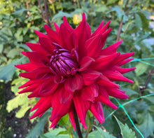 Load image into Gallery viewer, Loverboy