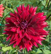 Load image into Gallery viewer, Loverboy