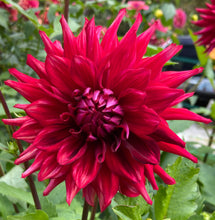 Load image into Gallery viewer, Loverboy