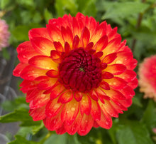 Load image into Gallery viewer, Mardy Gras