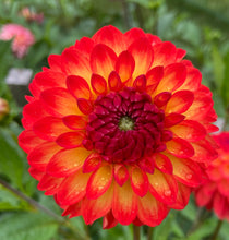 Load image into Gallery viewer, Mardy Gras