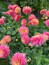 Load image into Gallery viewer, Milena Fleur