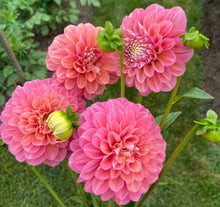 Load image into Gallery viewer, Milena Fleur