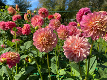 Load image into Gallery viewer, Milena Fleur