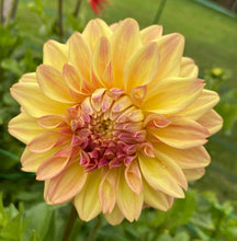 Load image into Gallery viewer, Miss Amara