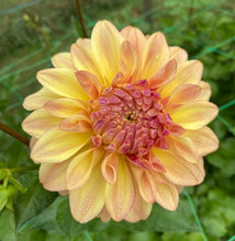 Load image into Gallery viewer, Miss Amara