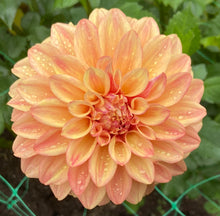 Load image into Gallery viewer, Miss Amara