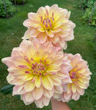 Load image into Gallery viewer, Miss Amara