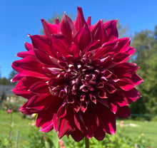 Load image into Gallery viewer, My Hero