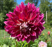 Load image into Gallery viewer, My Hero