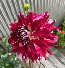 Load image into Gallery viewer, My Hero