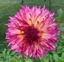 Load image into Gallery viewer, Myrtle's Folly