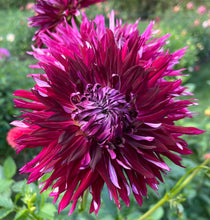 Load image into Gallery viewer, Normandy Wild Willie