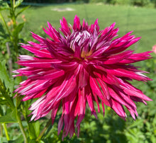 Load image into Gallery viewer, Normandy Wild Willie