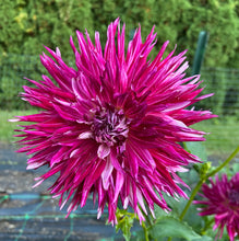 Load image into Gallery viewer, Normandy Wild Willie