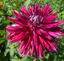 Load image into Gallery viewer, Normandy Wild Willie