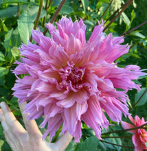 Load image into Gallery viewer, Omega