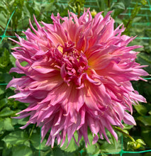 Load image into Gallery viewer, Omega