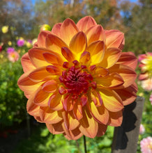 Load image into Gallery viewer, Pam Howden