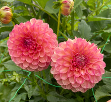 Load image into Gallery viewer, Parkland Tribute