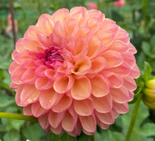 Load image into Gallery viewer, Parkland Tribute