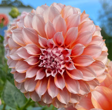 Load image into Gallery viewer, Peaches n' Cream