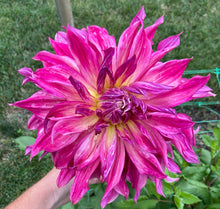 Load image into Gallery viewer, Penhill Dark Monarch