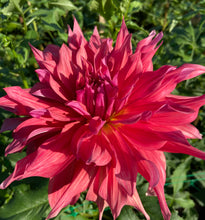 Load image into Gallery viewer, Penhill Dark Monarch