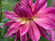 Load image into Gallery viewer, Penhill Dark Monarch