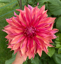 Load image into Gallery viewer, Penhill Dark Monarch