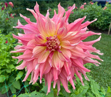 Load image into Gallery viewer, Penhill Watermelon