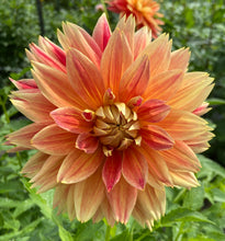 Load image into Gallery viewer, Punkin Spice