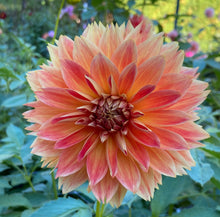 Load image into Gallery viewer, Punkin Spice