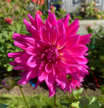 Load image into Gallery viewer, Raspberry Royale