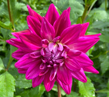 Load image into Gallery viewer, Raspberry Royale