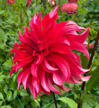 Load image into Gallery viewer, Red Labyrinth