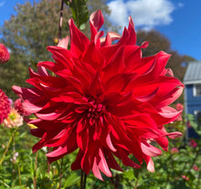 Load image into Gallery viewer, Red Labyrinth