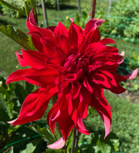 Load image into Gallery viewer, Red Labyrinth