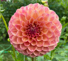 Load image into Gallery viewer, Robin Hood