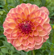 Load image into Gallery viewer, Robin Hood