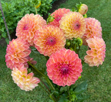 Load image into Gallery viewer, Robin Hood