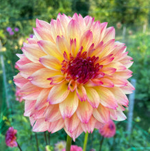 Load image into Gallery viewer, September Morn