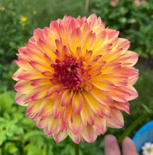 Load image into Gallery viewer, September Morn