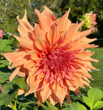 Load image into Gallery viewer, Sherwood Peach