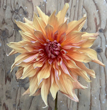 Load image into Gallery viewer, Sherwood Peach