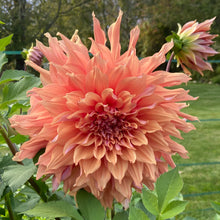 Load image into Gallery viewer, Sherwood Peach